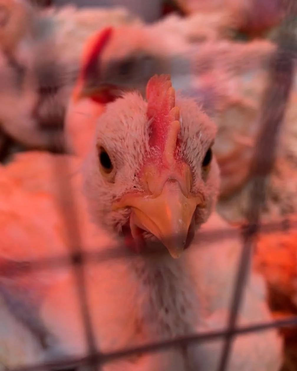 Chicken