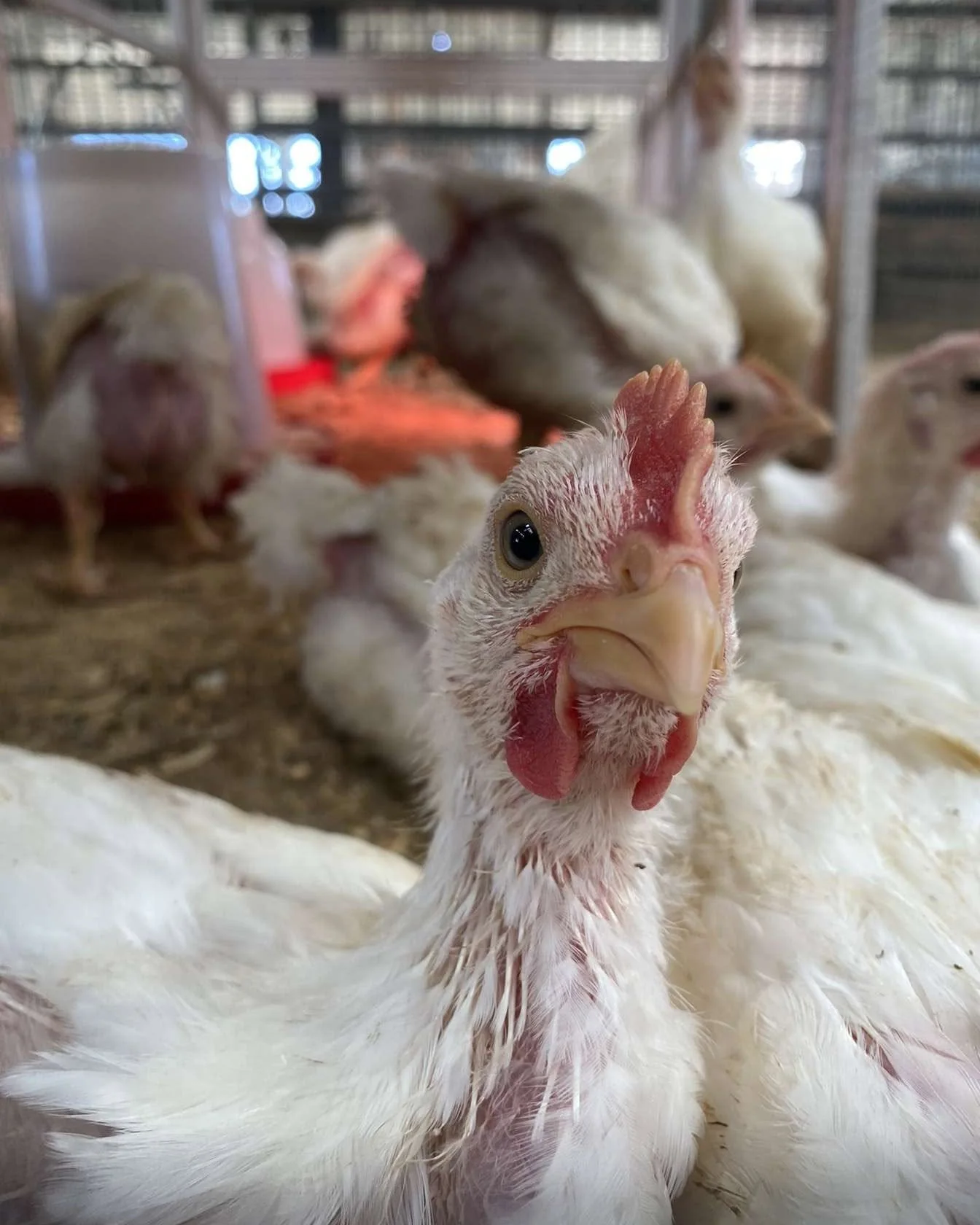 Chicken
