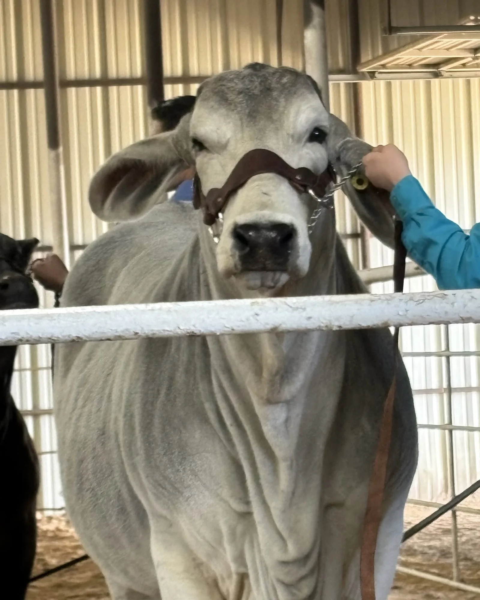 Cow