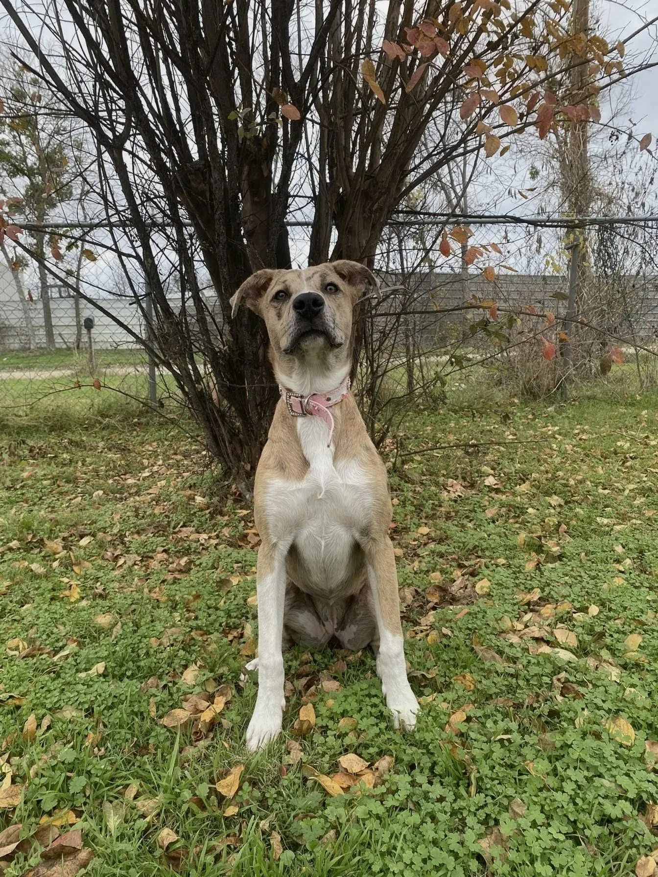 Dog
