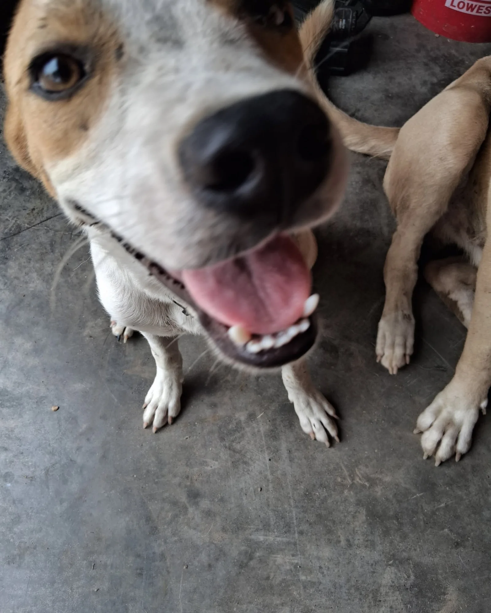 Dog