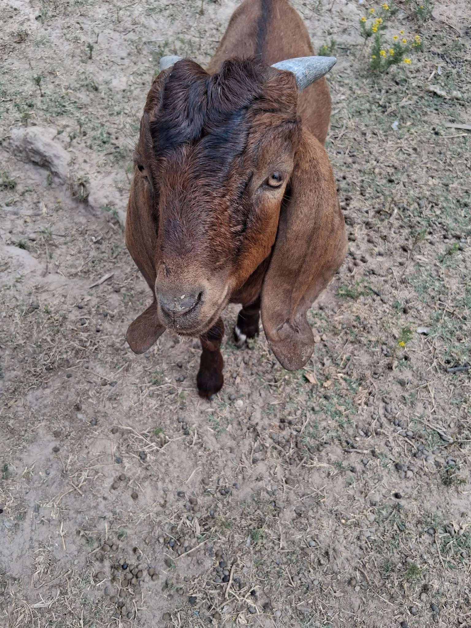 Goat