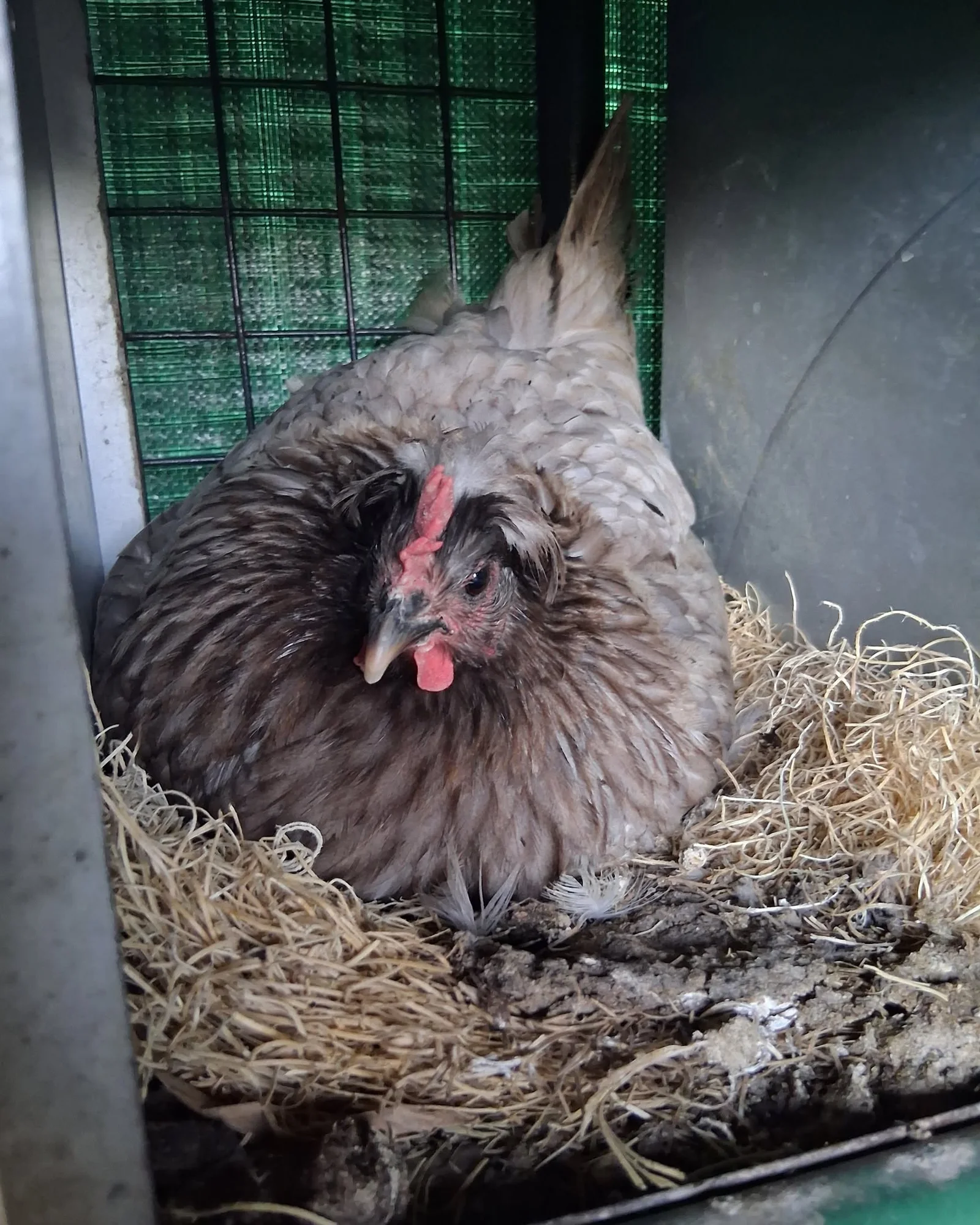 Hen