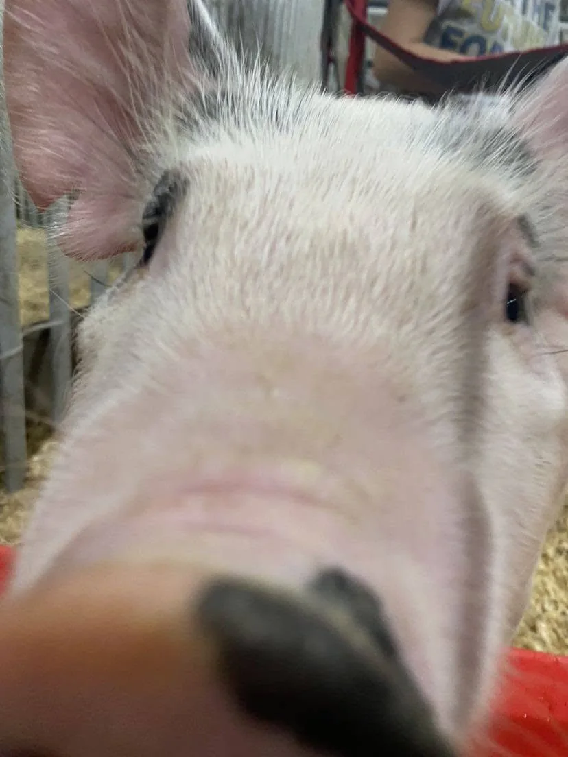 Pig