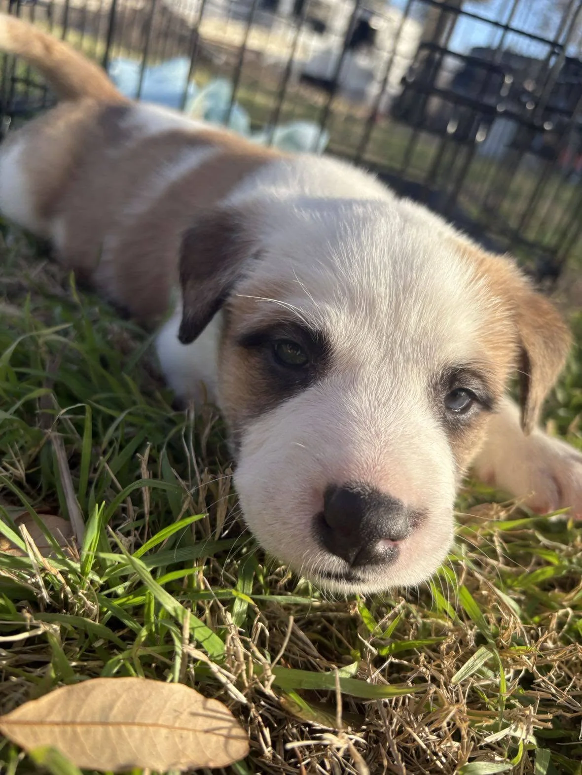Puppy