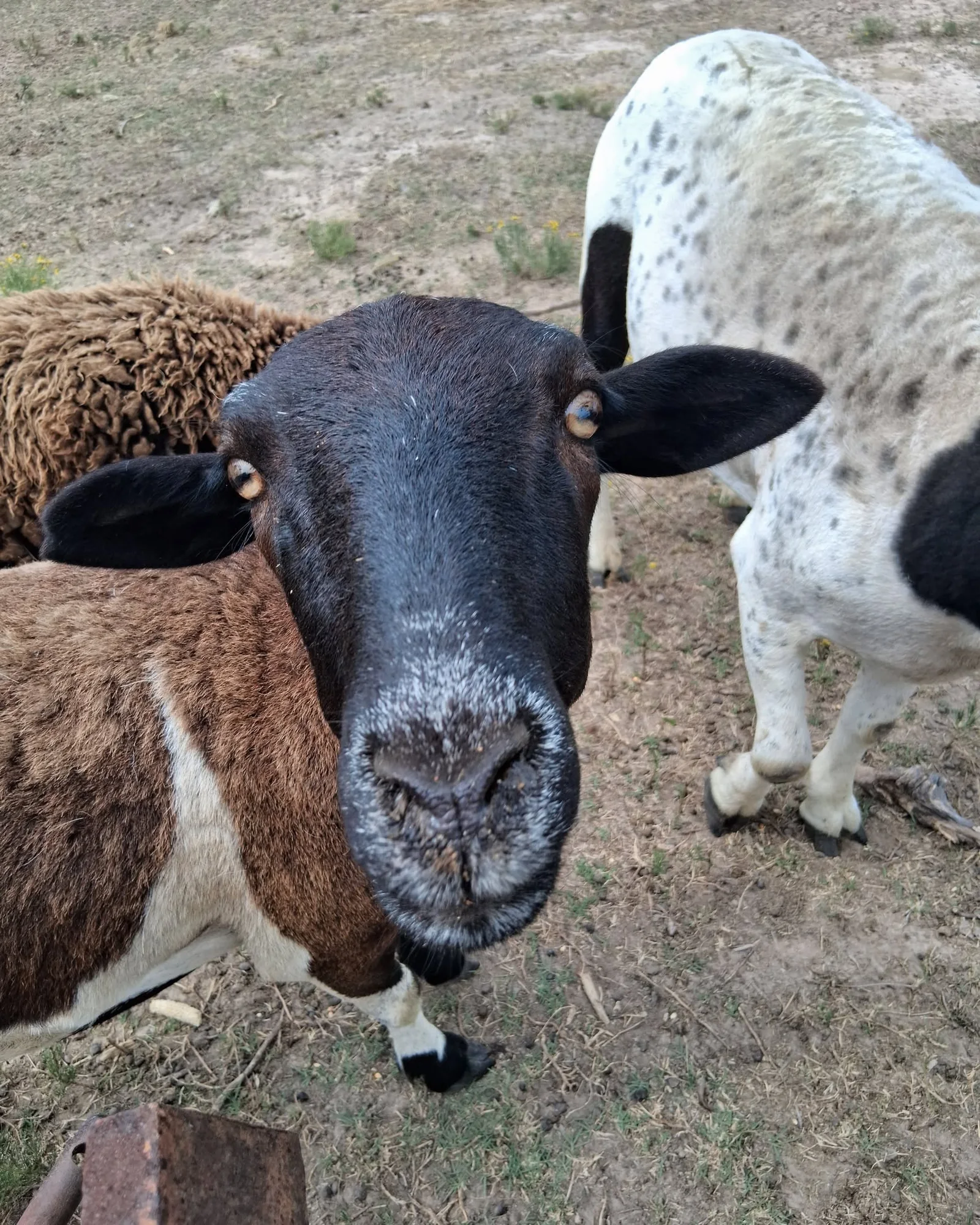 Sheep